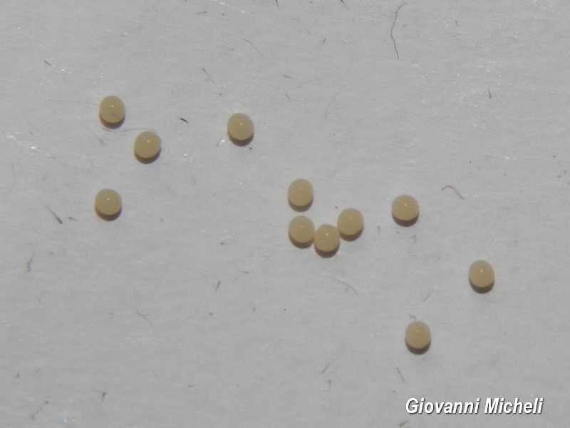 Pharmacis fusconebulosa Hepialidae - No, Triodia sylvina